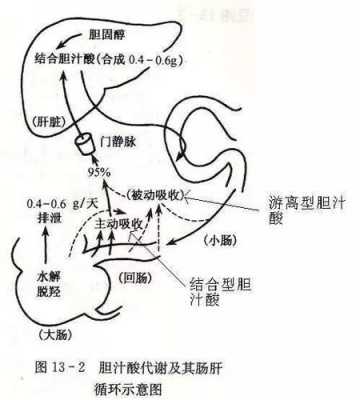 胆汁酸肠肝循环过程（胆汁酸的肠肝循环主要过程和生理意义）-图3