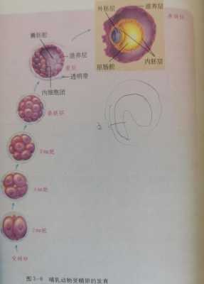 述胚的发育过程（胚发育成幼苗的过程）-图1
