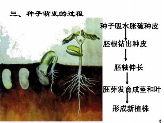 形容种子萌发的过程（形容种子萌发的诗句）-图3