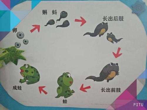 蝌蚪尾巴生长的过程（小蝌蚪长尾巴的过程）-图1