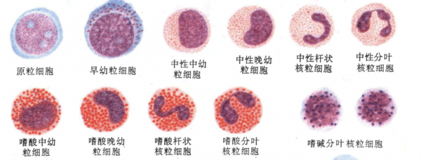 细胞生长过程动画（细胞生长发育过程）-图3