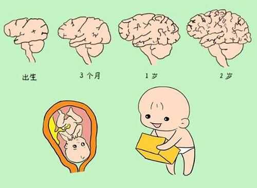 婴儿的大脑发育过程（婴儿的大脑发育过程图）-图2