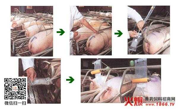 猪的输精过程（猪输精管的操作方法）-图2
