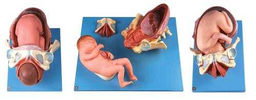 分娩过程模型（分娩的具体过程）-图2