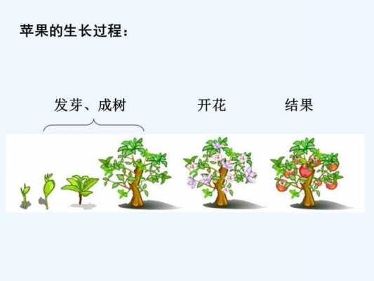 水果的成长过程（水果的成长过程绘画作品）-图3