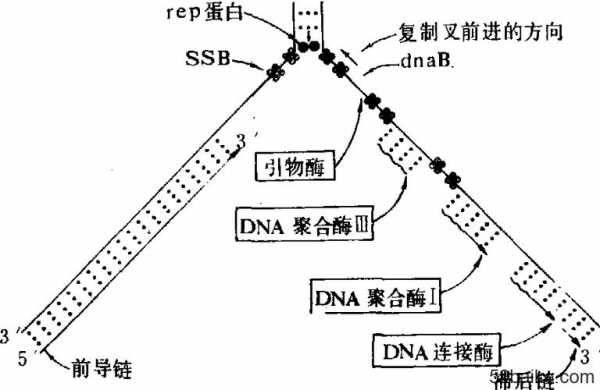 dna复制过程（dna复制过程中,5'→3'）-图1