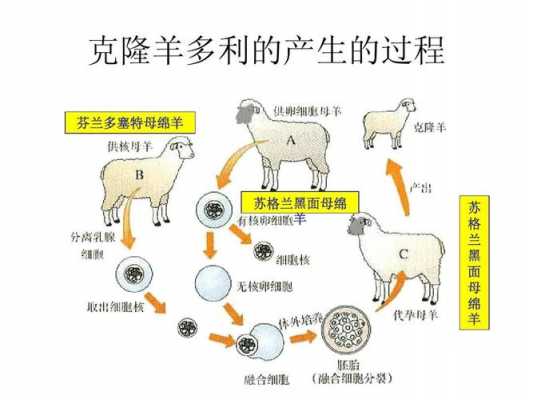 多利羊克隆过程（多利羊是怎样克隆出来的他与一般的羊有什么区别）-图2