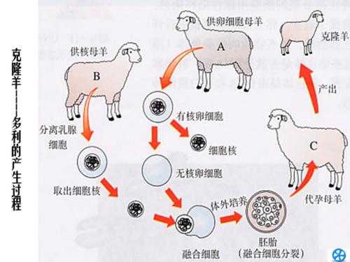 多利羊克隆过程（多利羊是怎样克隆出来的他与一般的羊有什么区别）-图1