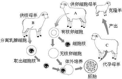 多利羊克隆过程（多利羊是怎样克隆出来的他与一般的羊有什么区别）-图3