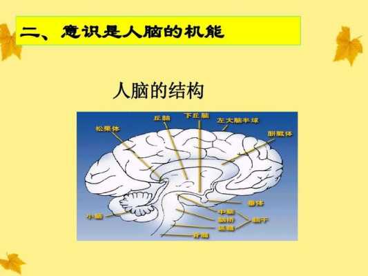 大脑意识产生的过程（大脑的意识水平分为5个阶段）-图3
