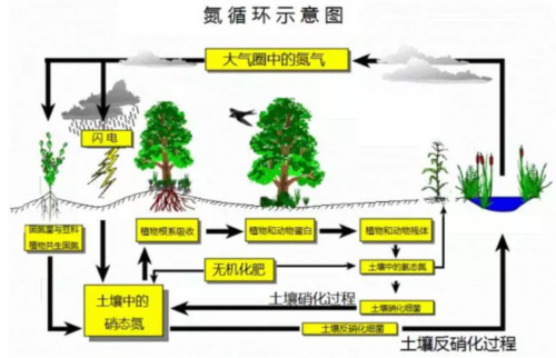 氮循环过程包括固氮（氮循环的定义）-图2