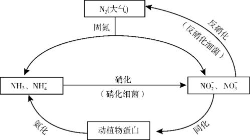氮循环过程包括固氮（氮循环的定义）-图3