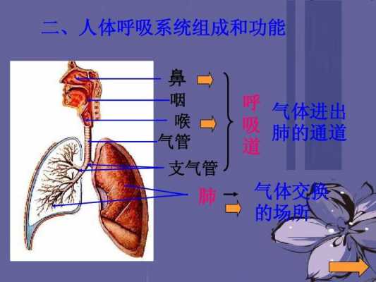 人的呼吸通道过程（人体呼吸通道）-图2