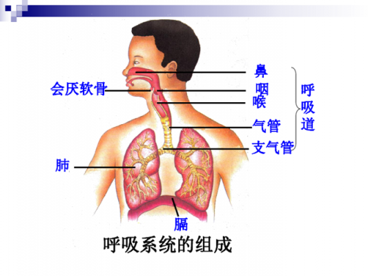 人的呼吸通道过程（人体呼吸通道）-图1