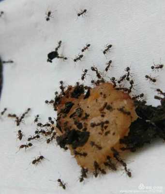 蚂蚁采卵的过程（蚂蚁采集和搬运食物的方式）-图2