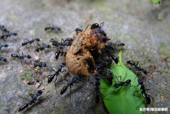 蚂蚁采卵的过程（蚂蚁采集和搬运食物的方式）-图1
