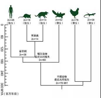 动物的演变过程（动物的演变过程应该怎么写）-图1