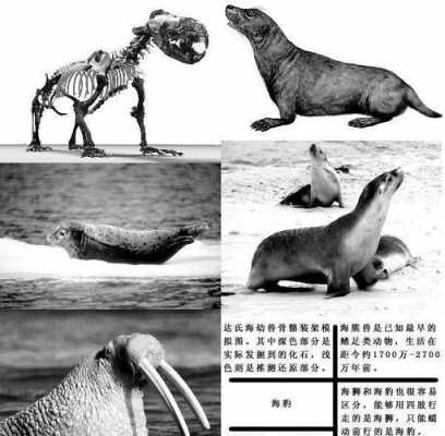 海豹成长过程（海豹生长周期）-图1