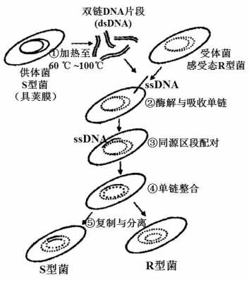 筛选产脲酶过程时（筛选产酶菌）-图2