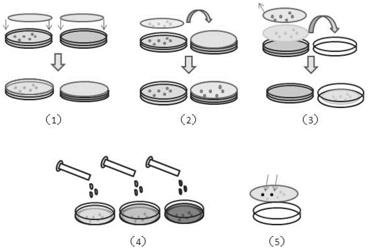 筛选产脲酶过程时（筛选产酶菌）-图1