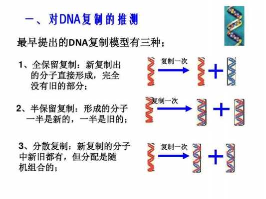 DNA复制的实验过程（dna复制实验研究方法）-图3