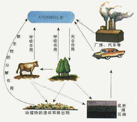 生态系统物质循环的过程是（生态系统物质循环全过程）-图1