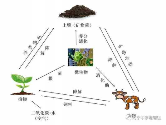生态系统物质循环的过程是（生态系统物质循环全过程）-图2