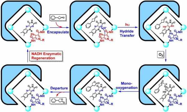 酶催化过程（酶催化过程强化）-图1