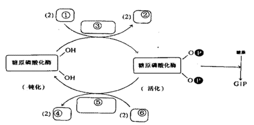 酶催化过程（酶催化过程强化）-图3