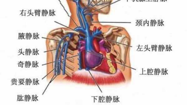 上腔静脉汇合过程（上腔静脉汇合过程图片）-图3