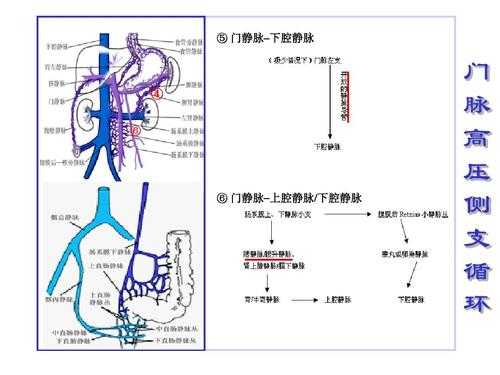 上腔静脉汇合过程（上腔静脉汇合过程图片）-图2
