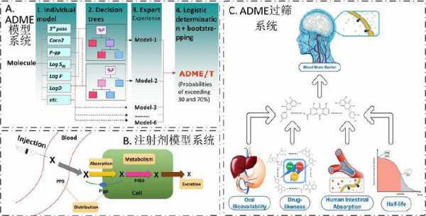 试述药物ADME过程（药物adr是指在以下情况下产生的反应）-图2