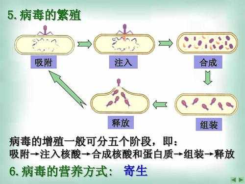 病毒的繁殖详细过程（病毒的繁殖方式?）-图2