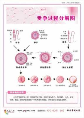 受孕过程示意图（受孕具体时间过程）-图2