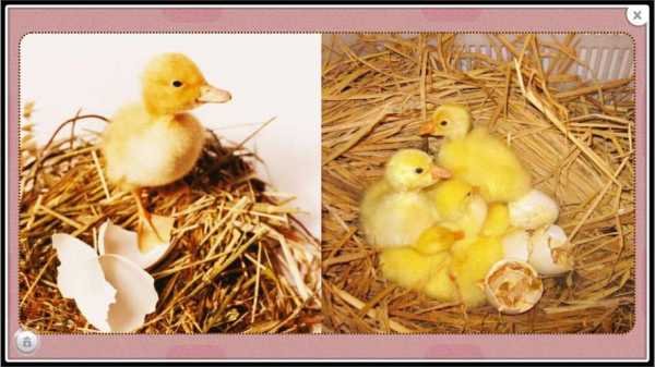 小鸭孵化过程图片（小鸭孵化的周期是多久）-图3
