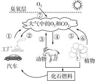 氧循环的过程概括（氧循环的两个过程）-图2