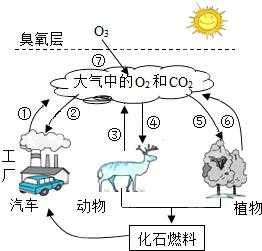 氧循环的过程概括（氧循环的两个过程）-图3
