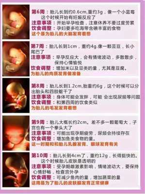 胎儿的发育过程口诀（胎儿的发育全过程）-图1