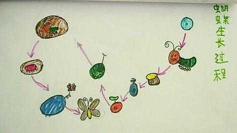 蝴蝶的进化过程（蝴蝶的进化过程图片简笔画）-图3