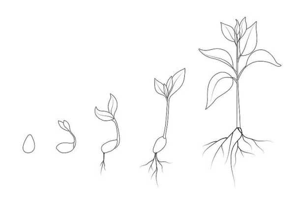 怎么画种子发芽过程（简笔画种子发芽的六个过程）-图2