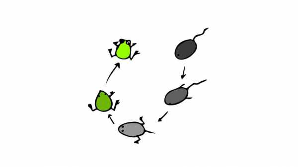 蝌蚪的生长过程简笔画（蝌蚪的生长过程图画）-图1