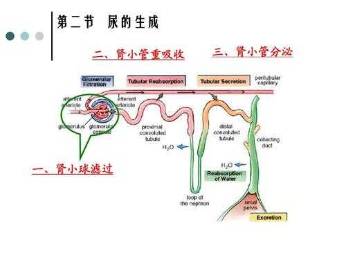 肾小管排尿过程（肾小管尿液）-图1