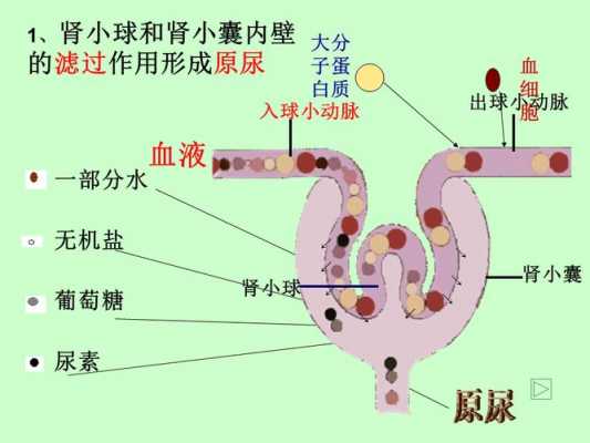 尿液形成的过程swf（尿液形成的过程示意图）-图3
