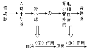 尿液形成的过程swf（尿液形成的过程示意图）-图1