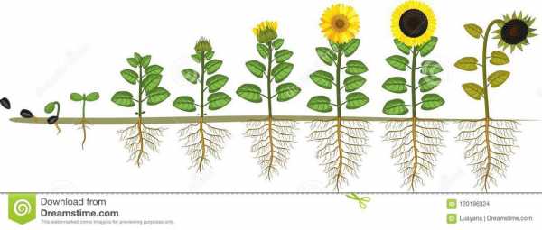植物生长过程图解（植物生长过程图解简单）-图2