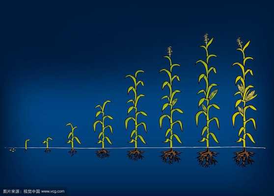 农村玉米生长过程（科普玉米生长过程视频讲解）-图2