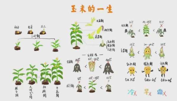 农村玉米生长过程（科普玉米生长过程视频讲解）-图3