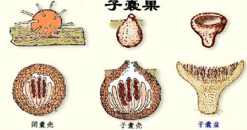 子囊的形成过程（子囊的形成过程视频）-图2