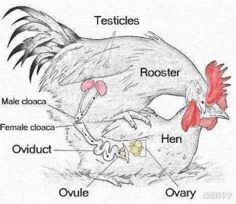 鸡自然繁育过程（鸡的繁殖过程顺序）-图3