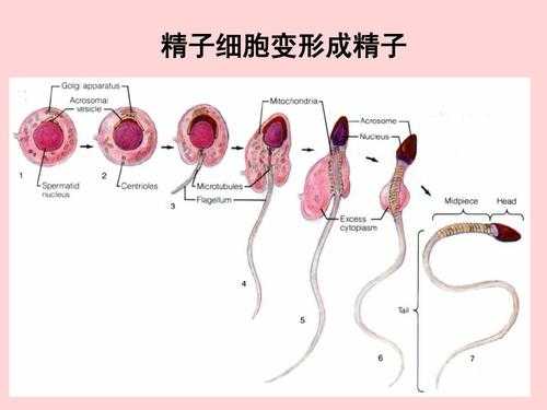 精子形成胎儿过程的简单介绍-图3